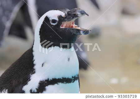 Cape penguin Penguin in the zoo Cape penguin Penguin in the zoo 93303719