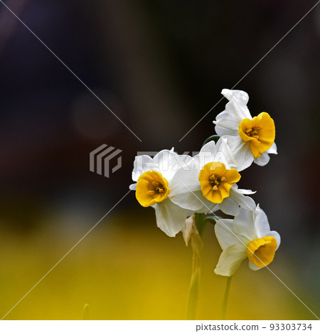 盛開的水仙花 日本水仙花 93303734