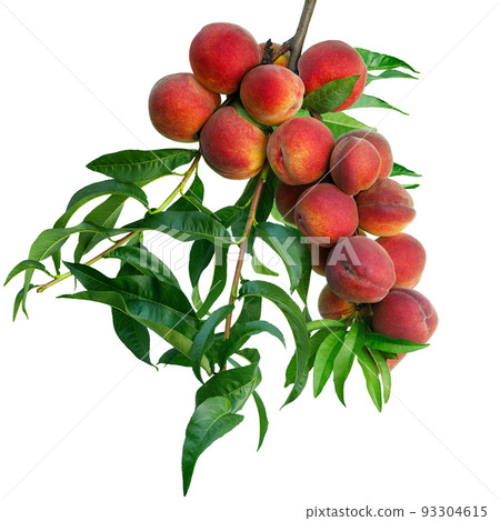 red peaches on branch isolated on white red peaches on branch isolated on white 93304615