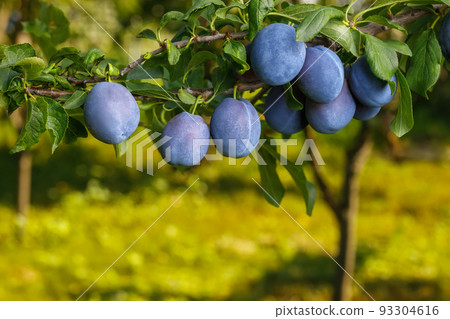 branch of ripe blue plums in garden branch of ripe blue plums in garden 93304616