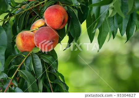branch of ripe red peaches in garden 93304627