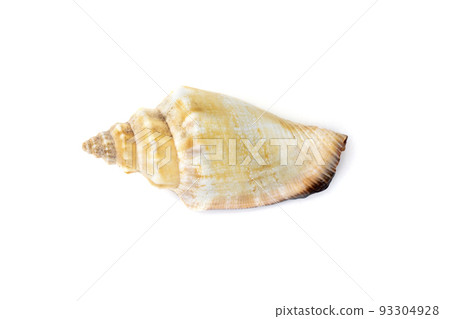 Image of sea shell strombus urceus, canarium urceus on a white background. Sea shells. Undersea Animals. Image of sea shell strombus urceus, canarium urceus on a white background. Sea shells. Undersea Animals. 93304928