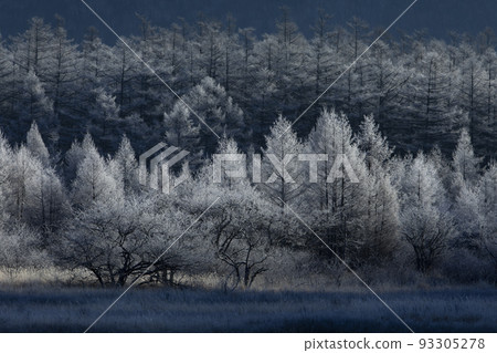 Tochigi Prefecture Oku-Nikko Odashirogahara Rime shining in the morning sun 93305278