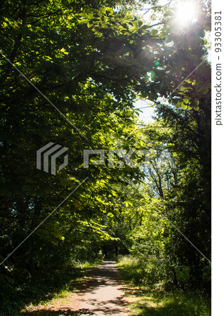 A narrow sidewalk surrounded by bright sunlight and green trees in Old Windsor on the outskirts of London 93305381