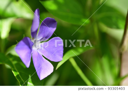 Purple periwinkle flowers (Saitama/April) Purple periwinkle flowers (Saitama/April) 93305403