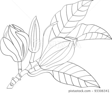 Abstract line of Champaka blooming flower with leaf. 93306341