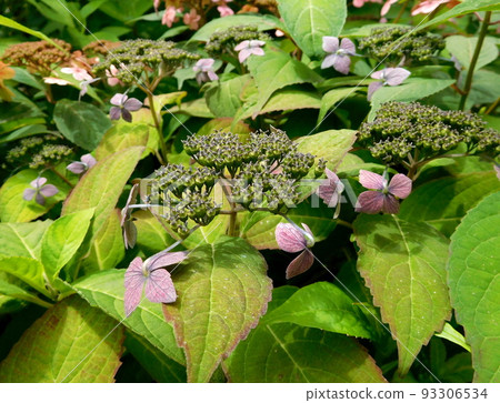 韓國山繡球英式花園 韓國山繡球英式花園 93306534