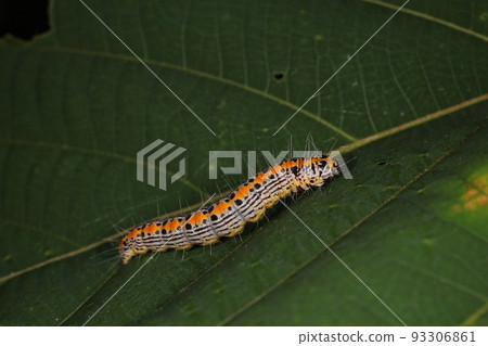 生物 昆蟲 Nakaaotomeiga，終齡幼蟲。成蟲是褐色的普通飛蛾，但由於某種原因，幼蟲很浮華。 93306861
