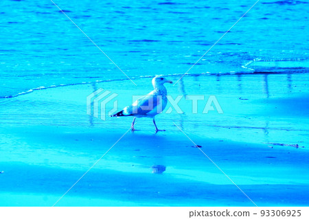 彩色海浪鳥海鷗（2022年8月註冊） 93306925