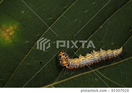 生物 昆蟲 Nakaaotomeiga，終齡幼蟲。長約25mm，橙色背部有黑色斑點，腋下有黑白條紋 93307028