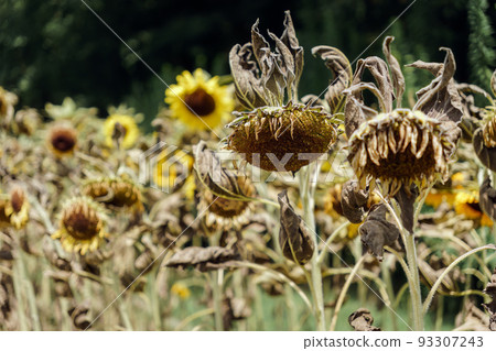 濕向日葵花 濕向日葵花 93307243