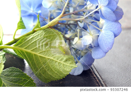 守衛她的蛋的一隻母棕色蜘蛛 93307246