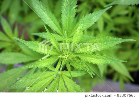 marijuana leaf plant, cannabis hemp leaf outdoors 93307663