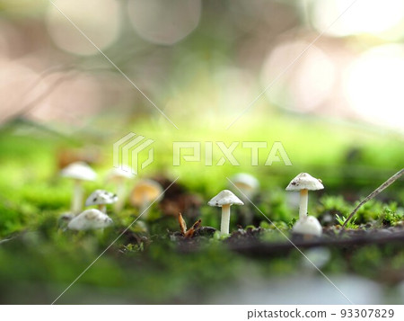 白茗蘑菇生態照片 93307829