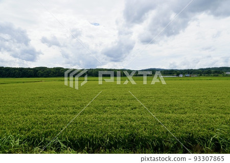 Paddy field in Uryu town, Hokkaido 93307865