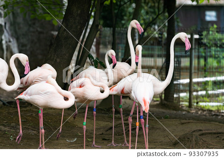 Saitama City, Saitama Prefecture Osaki Park Children's Zoo European Flamingo Saitama City, Saitama Prefecture Osaki Park Children's Zoo European Flamingo 93307935