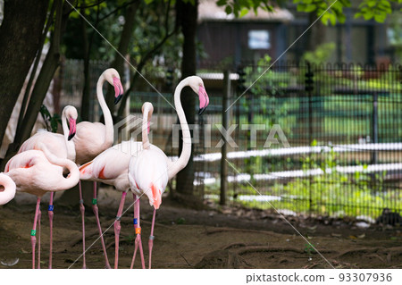 埼玉縣埼玉市大崎公園兒童動物園歐洲火烈鳥 埼玉縣埼玉市大崎公園兒童動物園歐洲火烈鳥 93307936
