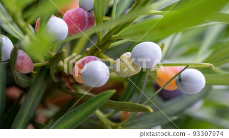 Inumaki麵條 Inumaki麵條 93307974