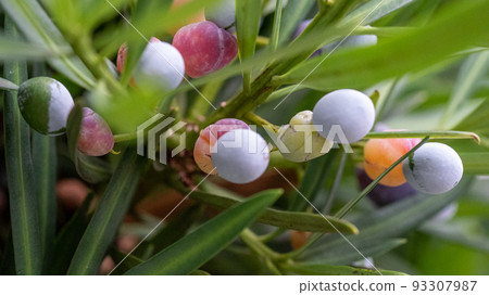 Inumaki noodles Inumaki noodles 93307987