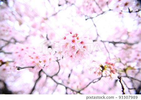 櫻花盛開在小春日 93307989
