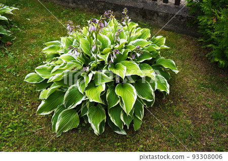 Green Foliage and Lilac Flowers of Decorative Plant Hosta (Funkia). 93308006