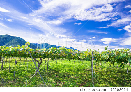 Blue sky and wine vineyards Azumino 93308064