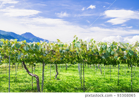 Blue sky and wine vineyards Azumino Blue sky and wine vineyards Azumino 93308065