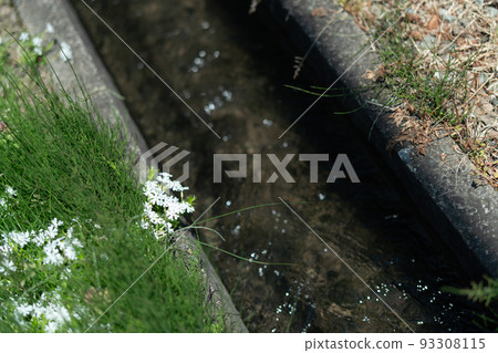 A waterway and a sagina flowing by the rice field 93308115