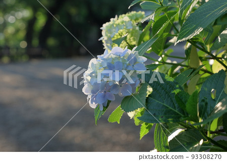 Hydrangea flowers blooming in the park Hydrangea flowers blooming in the park 93308270