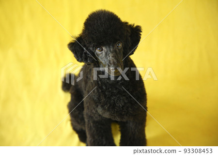 black miniature poodle puppy 93308453