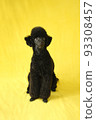 黑色迷你貴賓犬小狗全身 93308457