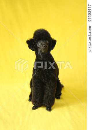 black miniature poodle puppy full body 93308457