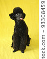 黑色迷你貴賓犬全身吐舌 93308459