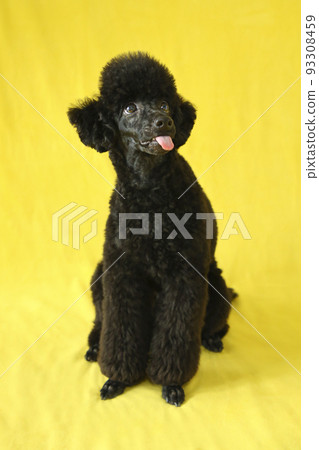 Black miniature poodle puppy full body with tongue out Black miniature poodle puppy full body with tongue out 93308459