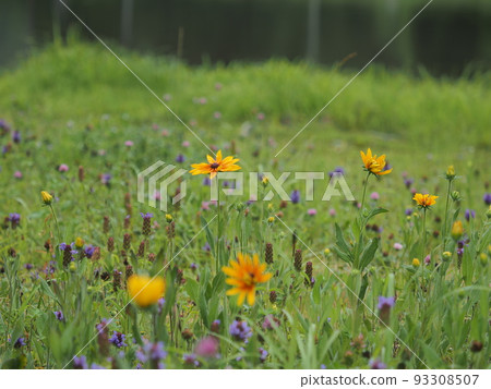 綠意盎然的木曾綾女公園池塘里鮮花盛開 綠意盎然的木曾綾女公園池塘里鮮花盛開 93308507