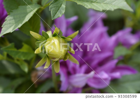 Dahlia Blackberry Ripple Dahlia Blackberry Ripple 93308599