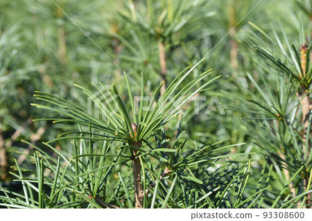 Japanese umbrella pine Japanese umbrella pine 93308600