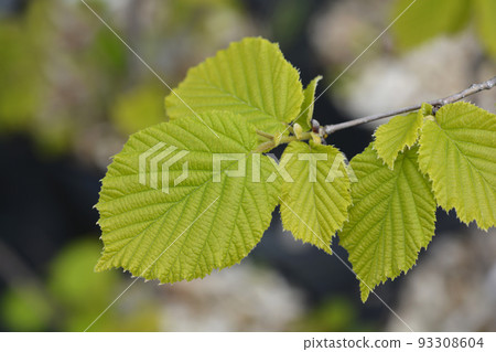 Common hazel Lombardii 93308604