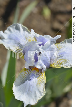 Intermediate bearded iris Palm Springs Intermediate bearded iris Palm Springs 93308613