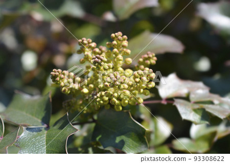 Oregon grape 93308622