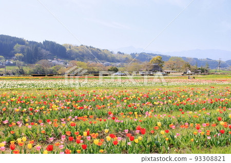 tulip field in tourist area tulip field in tourist area 93308821