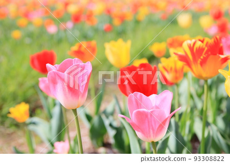 Tulip field in full bloom Tulip field in full bloom 93308822