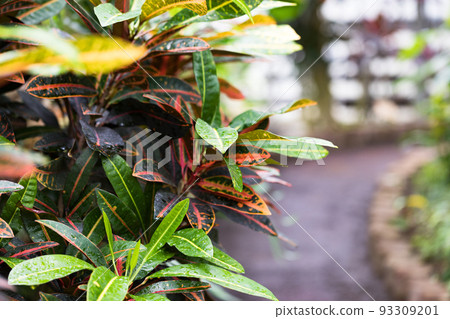埼玉市園藝植物園 黑童木 埼玉市園藝植物園 黑童木 93309201