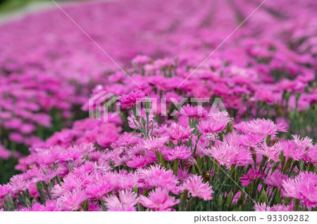 Flower garden of the hills of Shikisai Flower garden of the hills of Shikisai 93309282
