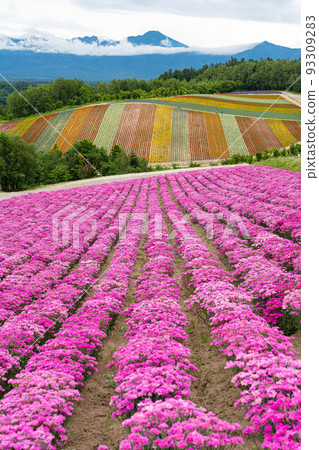 Distant view of Shikisai no Oka flower field Distant view of Shikisai no Oka flower field 93309283
