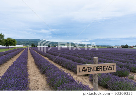 Lavender fields at Farm Tomita Lavender East 93309335