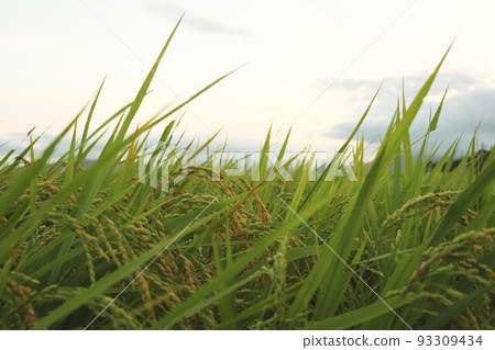 rice sunset 93309434