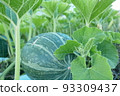 Pumpkin in the field 93309437