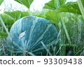 Pumpkin in the field 93309438