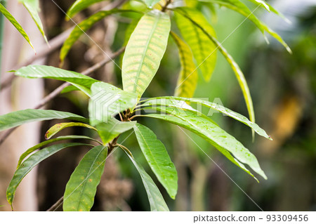 埼玉縣埼玉市植物園口香糖樹 93309456
